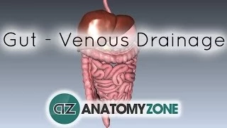 Blood Supply to the Gut (Introduction) - Part 2 (Venous Drainage/Portal System)