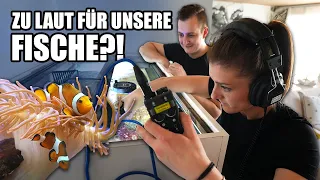 AQUARIUM leiser machen 🤫 - Was hören unsere Fische?