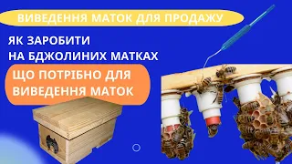 Підготовка до матковивідного сезону. Як приготуватися до виводу маток, весною на пасіці.