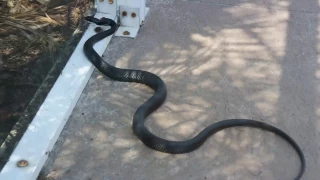 PISSED OFF black racer snake