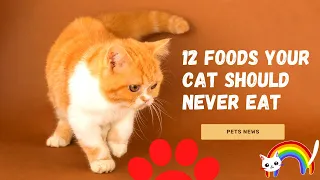 12 Foods Your Cats Should Never Eat