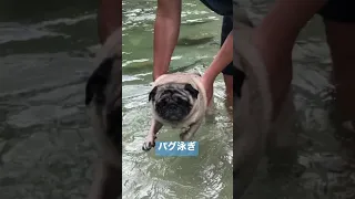 パグをそっと川面に入れてみた　Pug trying to swim