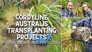 Cordyline Australis Transplanting Projects 🌴😲