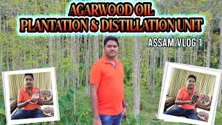 AGARWOOD OIL PLANTATION & DISTILLATION UNIT.(ASSAM VLOG 1) #perfumaxindia #fragranceworld