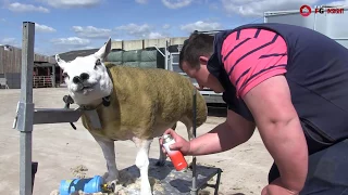 How to prep sheep for the showring