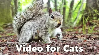 Cat TV - Squirrels and Woodland Birds Spectacular