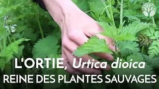 L'ortie, Urtica dioica, la reine des plantes sauvages