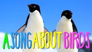 "A SONG ABOUT BIRDS"