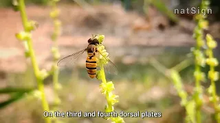 " Marmalade Hoverfly: The Pollinator You've Never Heard Of "@Naturessign