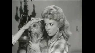 The Beverly Hillbillies - Elly's Animals, S01E19 * Classic TV comedy Show