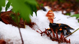 Płazy ogoniaste