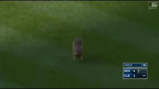 Squirrel takes over mlb game Cleveland Indians and Minnesota Twins