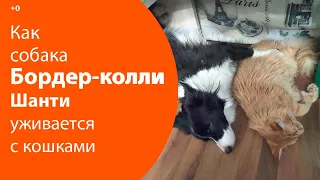 Отношения собак и котов или как Бордер-колли Шанти уживается с кошками