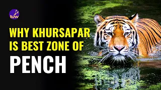 🐅 Spotted Tigress & Cubs at Khursapar Zone of Pench National Park | Cheaper Than Turia Zone