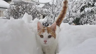 Kitten's Reaction to the First Snow !!