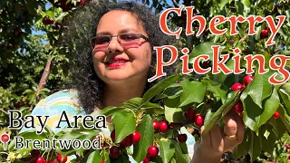 Best Cherry Picking in Brentwood California | G & S Farms U Pick USA