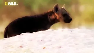 National Geographic Wild - SPOTTED HYENA - Wildlife Documentary