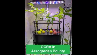 !FLOP! Ocra in Aerogarden Bounty | Hydroponics