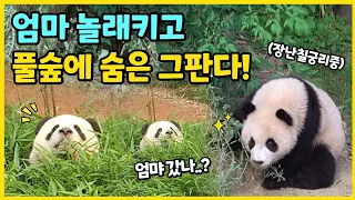 엄마 깜짝 놀래키고 자기가 더 놀라서 숨은 그판다!🐼  근데 엄마가 찾으러 안와서 승질남🤣ㅋㅋㅋ 잠시도 가만있지 못하는 후이와 엄마껌딱지 루이💜 #루이바오 #후이바오