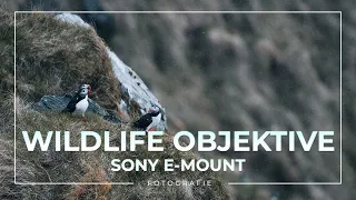 Die besten Wildlife Objektive für Sony Kameras (E-Mount, Vollformat)