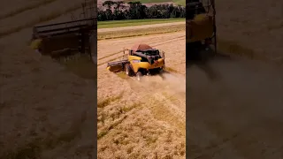 Colhendo trigo