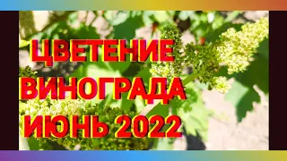 цветение винограда 2022