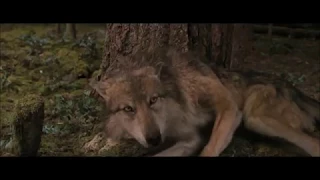 Twilight Wolves- Natural