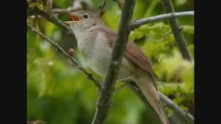 Return of the Nightingale