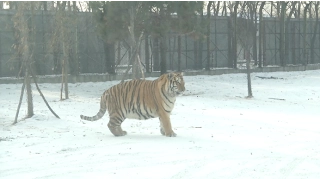 Overweight Siberian Tigers Become Online Sensation