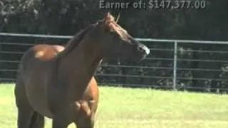Einstein - AQHA Great Resolve Stallion Video