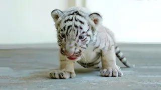 Cute Baby Tiger Videos To Make You Smile - Tiger Cubs Are Awesome