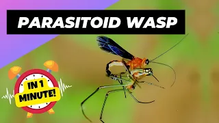 Parasitoid Wasp - In 1 Minute! 🦟 One Of The Most Dangerous Insects In The World | 1 Minute Animals