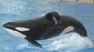 Intro Orca Ocean — Loro Parque