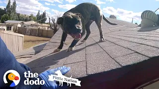 Pittie Found on Roof is So Happy to See Rescuers | The Dodo Pittie Nation