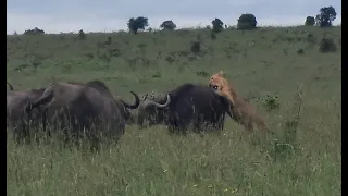 Lions hunting buffalo in Kenya