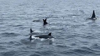 羅臼の海にシャチ大集合