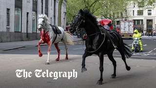 Blood-covered Household Cavalry horses run loose through London