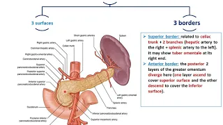 Anatomy of the Pancreas - Dr. Ahmed Farid