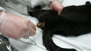 猫巨大結腸症(便秘)の採便器(伊豆 英夫先生 考案)