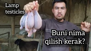 LAMP TESTICLES | Qo'chqor moyagini nima qilish k-k? | Lamp testicles kabob | Grilled lamp testicles