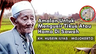 Amalan Untuk Mengusir Tikus / Hama Di Sawah | KH. HUSEIN ILYAS - MOJOKERTO