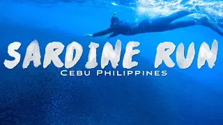 Sardine Run In Cebu PHILIPPINES! | Surrounded With MILLIONS Of Fish!