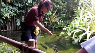 Singapore zoo feeding the biggest skip water fish