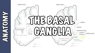 The Basal Ganglia Clinical Anatomy