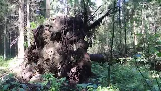 Отшельница больше 10 лет живет в лесу