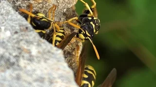 European Paper Wasps (Polistes dominula) - Port de Pollenca Spain
