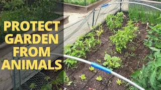 How to Protect Your Garden from Animals