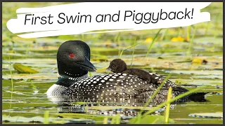 Common Loon Chick Hitches a Ride (First Swim and Piggyback!)