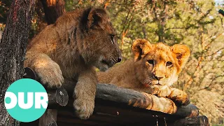 Two Cubs Prepare To Go And Live In The Wild | Lion Country Ep1 | Our World