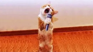 Funniest Animals 😄 New Funny Cats and Dogs Videos 😹🐶 #57